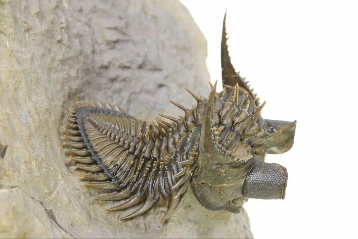 Amazing, Tower Eyed Erbenochile Trilobite - Morocco #316435